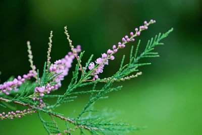 Tamarix pentadra - tamaryšek pětimužný - květenství